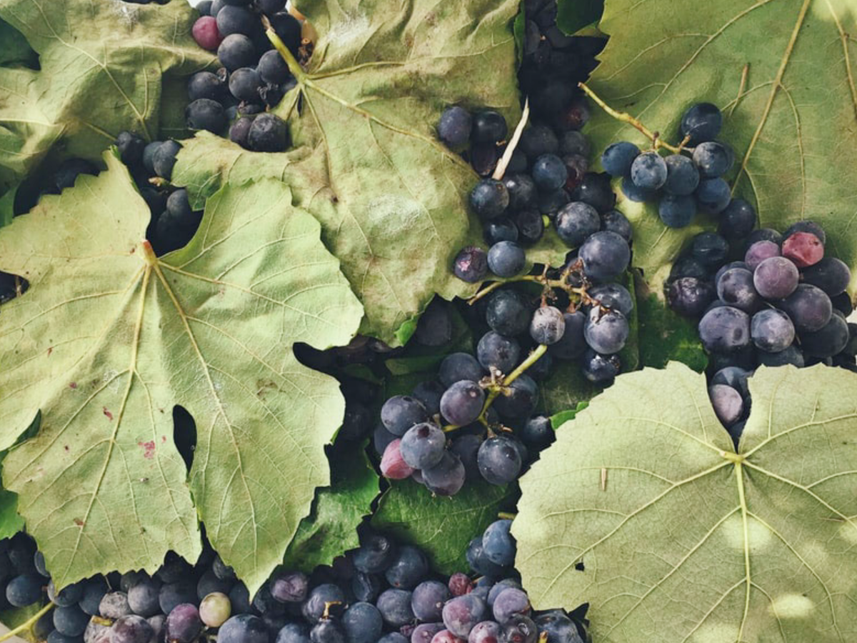 Sign Up: Unconventional Wine Grapes with Paige